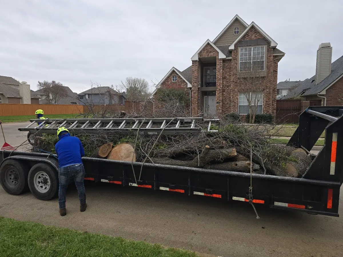 Expert Tree Removal with proper safety equipment in Chatham